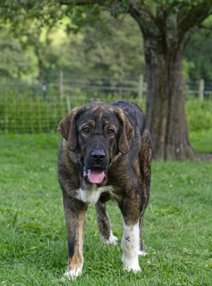 Photo : chien de race Mâtin Espagnol sur Woopets