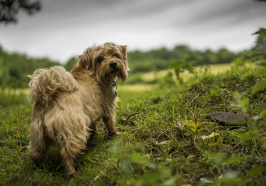 Photo : chien de race Norfolk Terrier sur Woopets