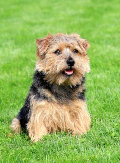 Photo : chien de race Norfolk Terrier sur Woopets