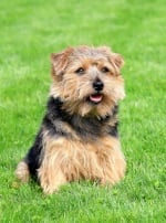 Photo : chien de race Norfolk Terrier sur Woopets