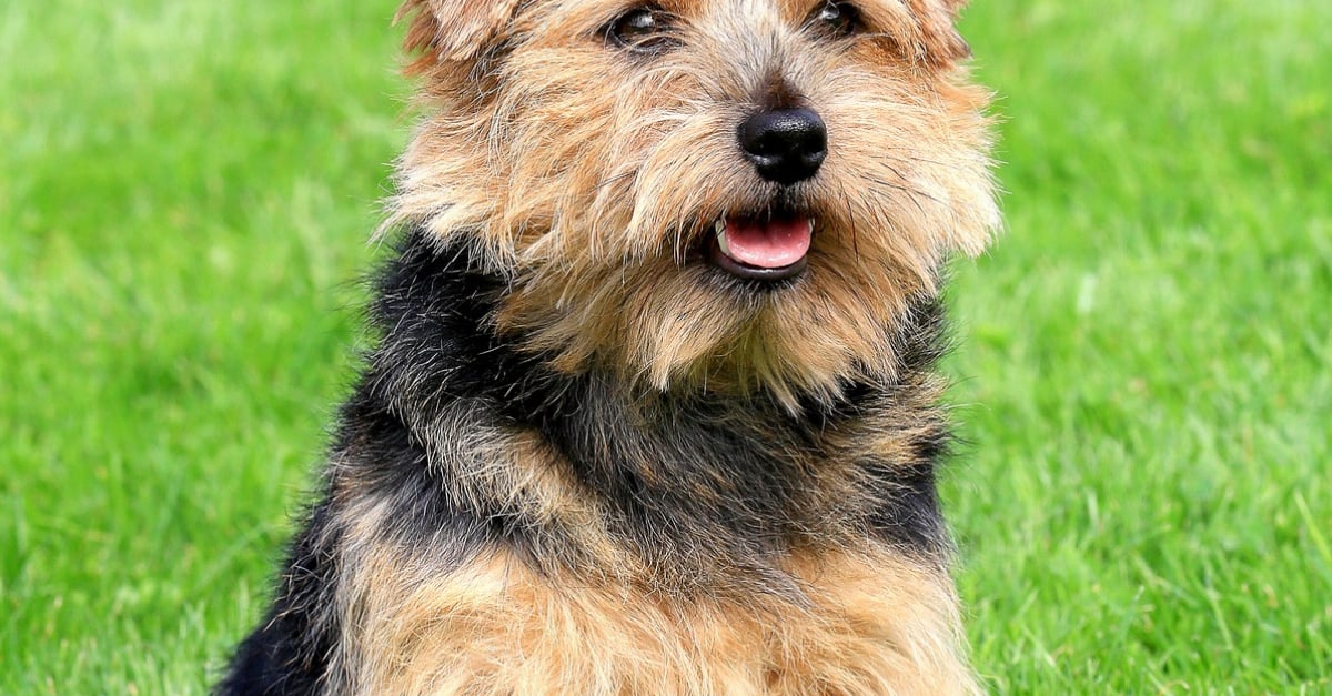 Norfolk Terrier caractère, santé, alimentation, prix et entretien
