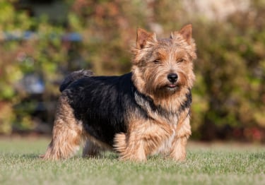 Photo : chien de race Norwich Terrier sur Woopets