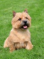 Photo : chien de race Norwich Terrier sur Woopets