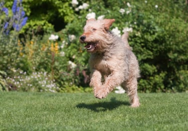 Photo : chien de race Otterhound sur Woopets