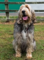 Photo : chien de race Otterhound sur Woopets