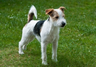 Photo : chien de race Parson Russell Terrier sur Woopets