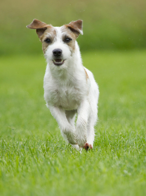Photo : chien de race Parson Russell Terrier sur Woopets