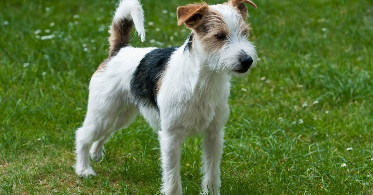 Parson Russell Terrier Caractere Sante Alimentation Prix Et Entretien