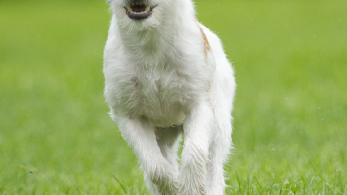 Parson Russell Terrier Caractere Sante Alimentation Prix Et Entretien Parson Russell Terrier Caractere Sante Alimentation Prix Et Entretien