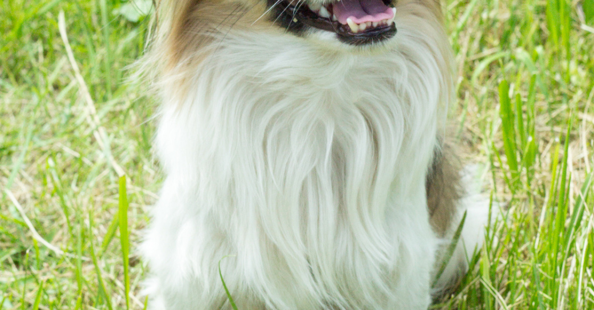 Pékinois Caractère Santé Alimentation Prix Et Entretien