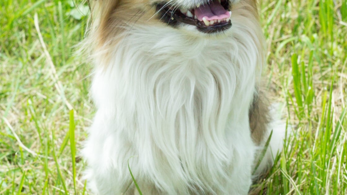 Pekinois Caractere Sante Alimentation Prix Et Entretien