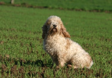 Photo : chien de race Petit Basset Griffon vendéen sur Woopets