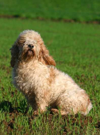 Photo : chien de race Petit Basset Griffon vendéen sur Woopets