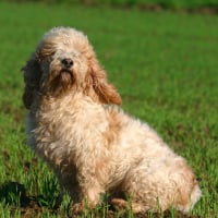 Photo de Petit Basset Griffon vendéen