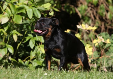 Photo : chien de race Petit Brabançon sur Woopets