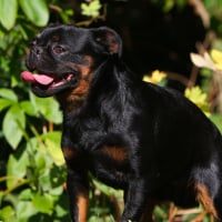 Photo de Petit Brabançon