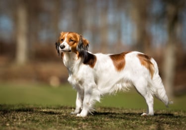 Photo : chien de race Petit chien hollandais de chasse au gibier d'eau sur Woopets