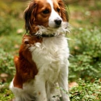 Photo de Petit chien hollandais de chasse au gibier d'eau