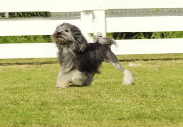 Photo : chien de race Petit Chien Lion sur Woopets