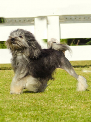 Photo : chien de race Petit Chien Lion sur Woopets