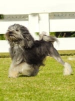 Photo : chien de race Petit Chien Lion sur Woopets