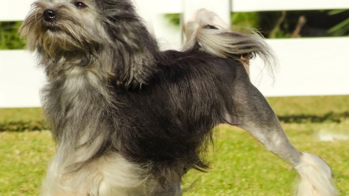 Petit Chien Lion Caractere Sante Alimentation Prix Et Entretien