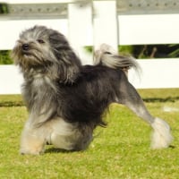 Photo de Petit Chien Lion