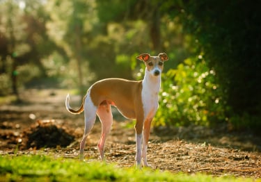 Photo : chien de race Petit Lévrier Italien sur Woopets