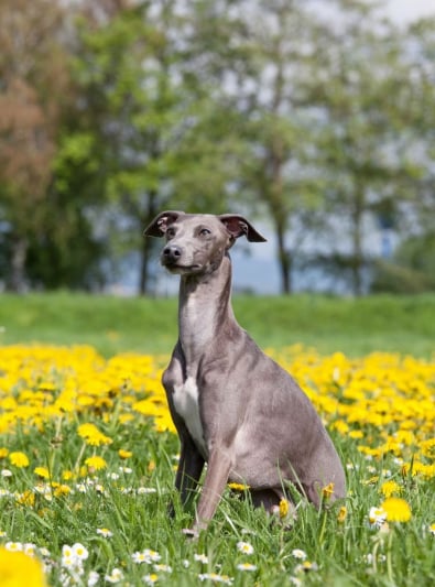 Photo : chien de race Petit Lévrier Italien sur Woopets