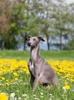 Photo : chien de race Petit Lévrier Italien sur Woopets