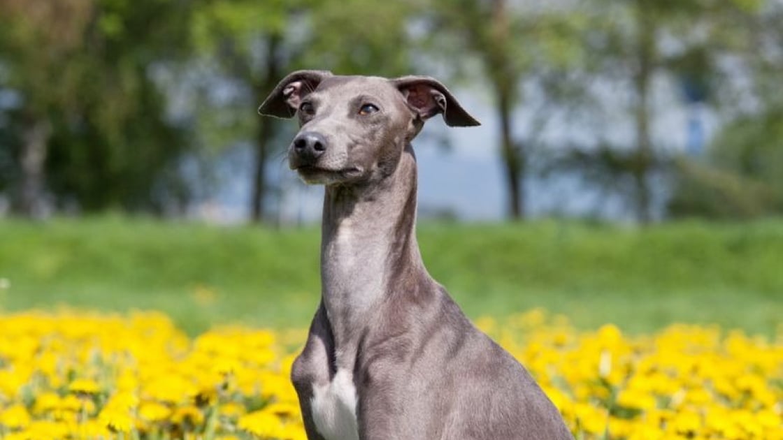 Petit Levrier Italien Caractere Sante Alimentation Prix Et Entretien