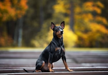 Photo : chien de race Pinscher sur Woopets