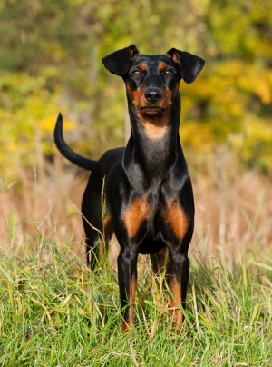 Photo : chien de race Pinscher sur Woopets