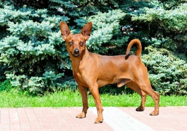 Photo : chien de race Pinscher Nain sur Woopets