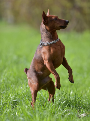 Photo : chien de race Pinscher Nain sur Woopets