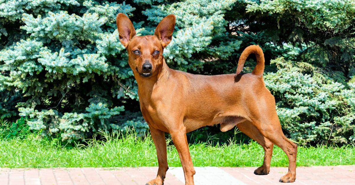 Pinscher Nain Caractere Sante Alimentation Prix Et Entretien