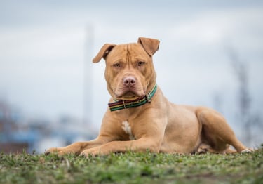 Photo : chien de race Pitbull sur Woopets