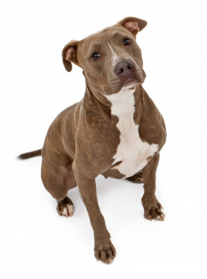 Photo : chien de race Pitbull sur Woopets