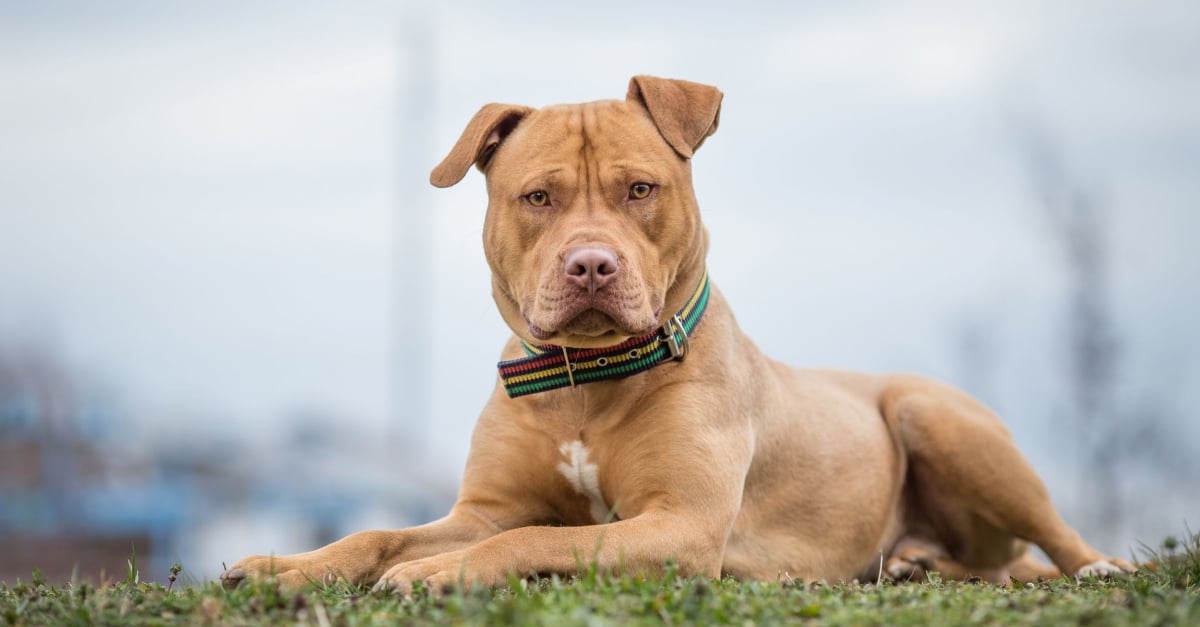 Pitbull Caractere Sante Alimentation Prix Et Entretien Pitbull Caractere Sante Alimentation Prix Et Entretien