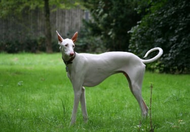 Photo : chien de race Podenco Ibicenco sur Woopets