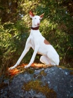 Photo : chien de race Podenco Ibicenco sur Woopets