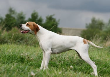 Photo : chien de race Pointer Anglais sur Woopets