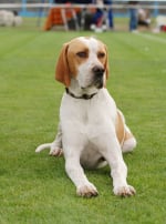 Photo : chien de race Pointer Anglais sur Woopets