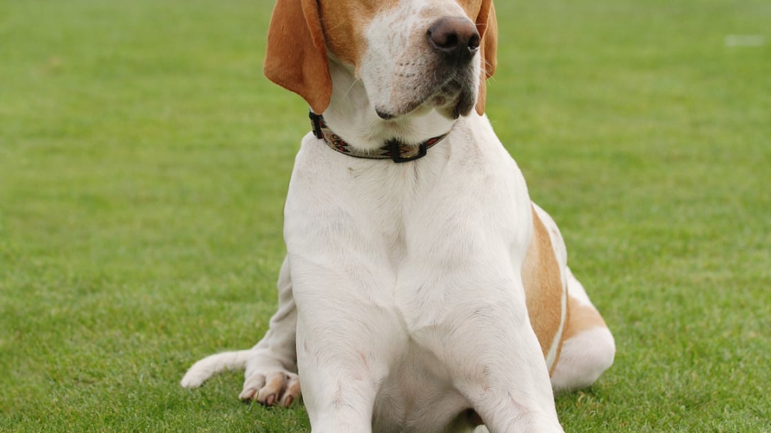 Pointer Anglais Caractere Sante Alimentation Prix Et Entretien