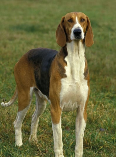 Photo : chien de race Poitevin sur Woopets