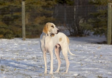 Photo : chien de race Porcelaine sur Woopets