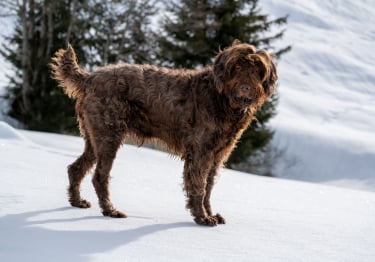 Photo : chien de race Pudelpointer sur Woopets