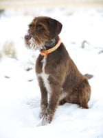 Photo : chien de race Pudelpointer sur Woopets