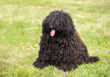 Photo : chien de race Puli sur Woopets