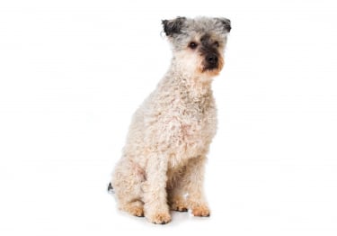 Photo : chien de race Pumi sur Woopets